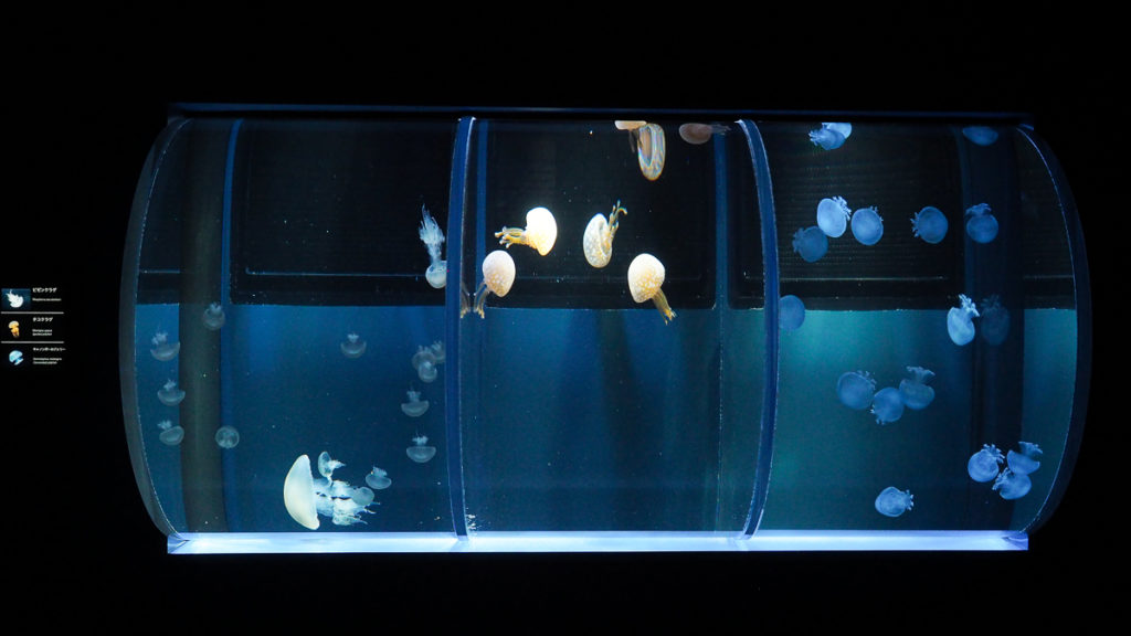 海月水影 ペルソナ 高級クラゲ水槽 新品未使用 - 岐阜県のその他